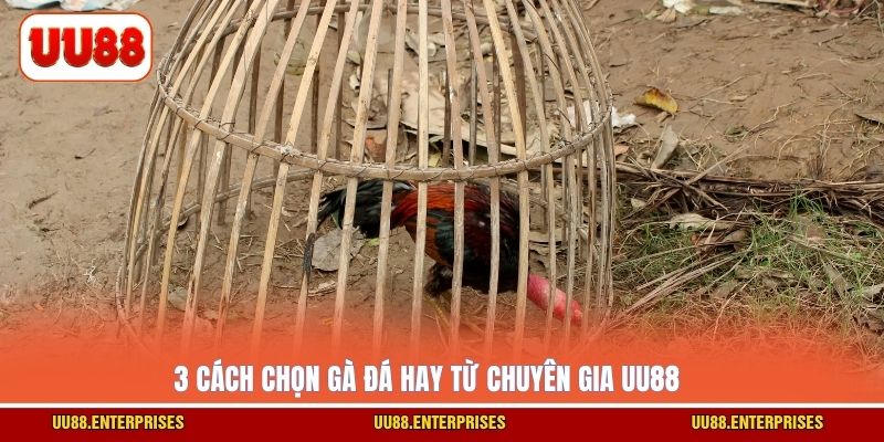 3 cách chọn gà đá hay từ chuyên gia UU88