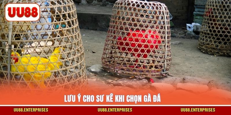 Lưu ý cho sư kê khi chọn gà đá